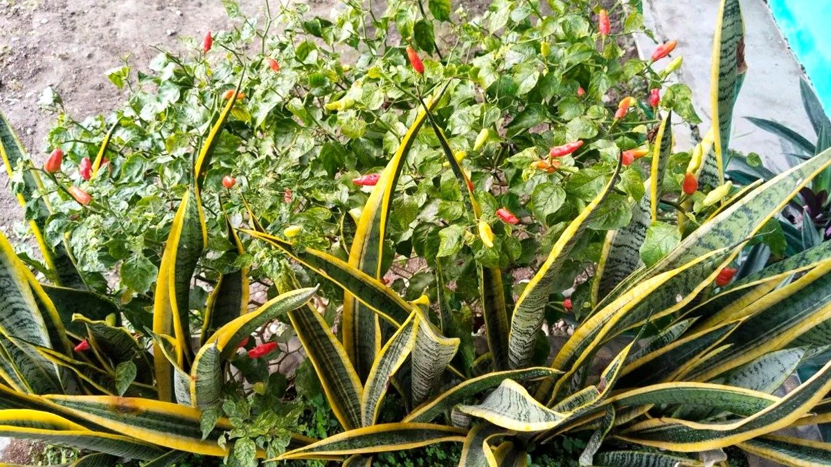 Jaký květináč je nejlepší, aby „tchýnin jazyk“ rychle rostl