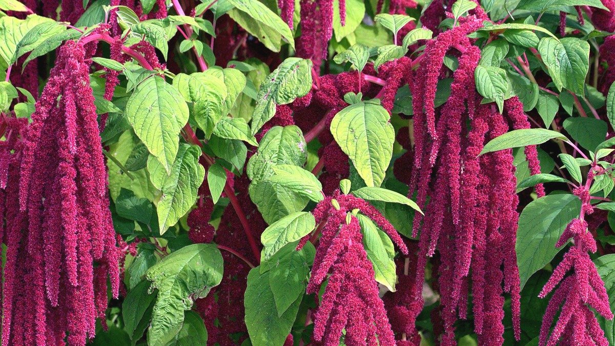 To není oves ani quinoa! Možná jste neslyšeli o „nejzdravějších sacharidech světa“: bílkoviny i vláknina v jednom