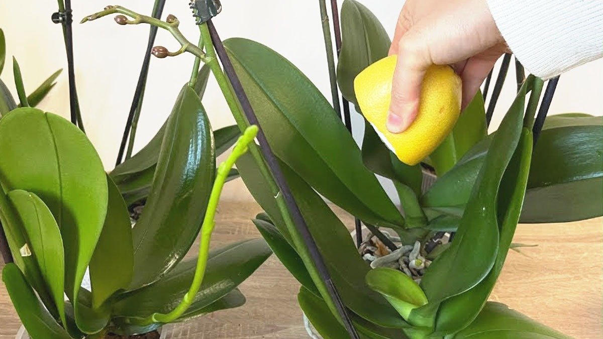Přidat několik kapek citronu do zálivky orchidejí: dobrý nebo špatný nápad?
