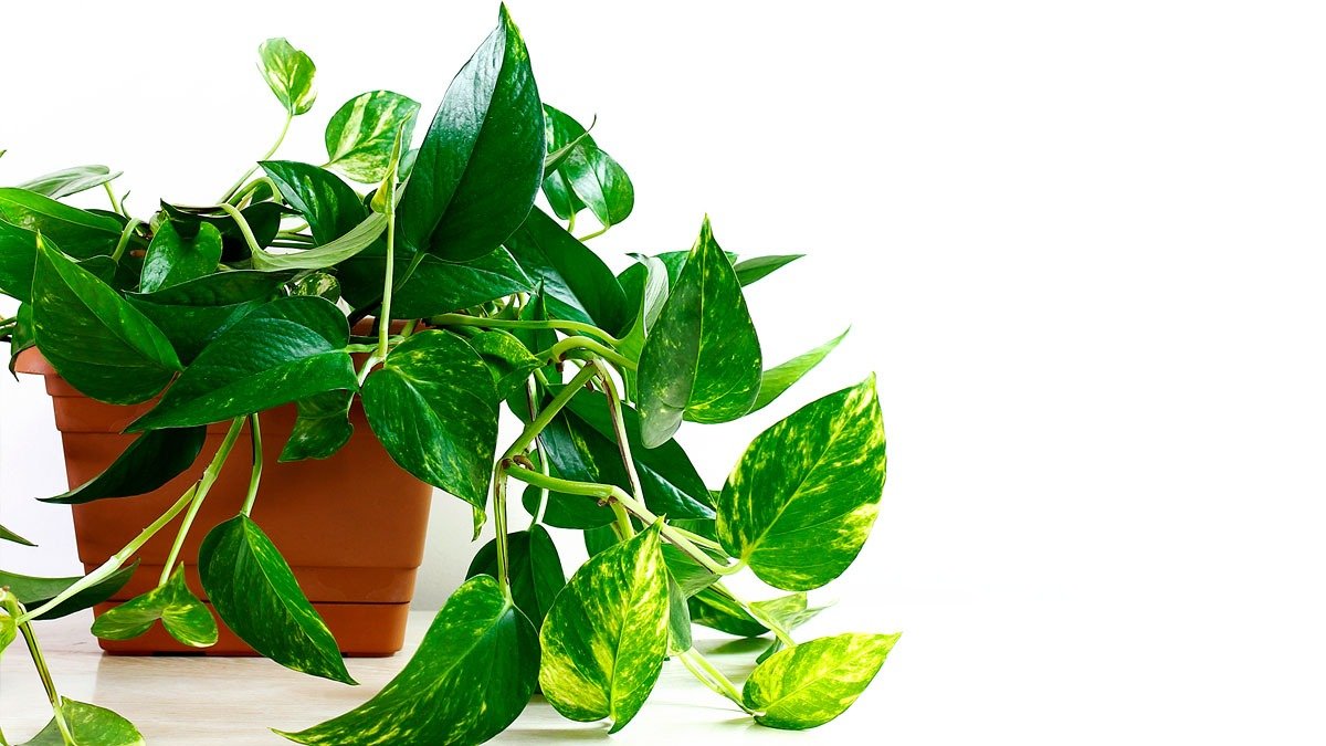 Pokojové rostliny, které přinesou štěstí do nájemního bytu