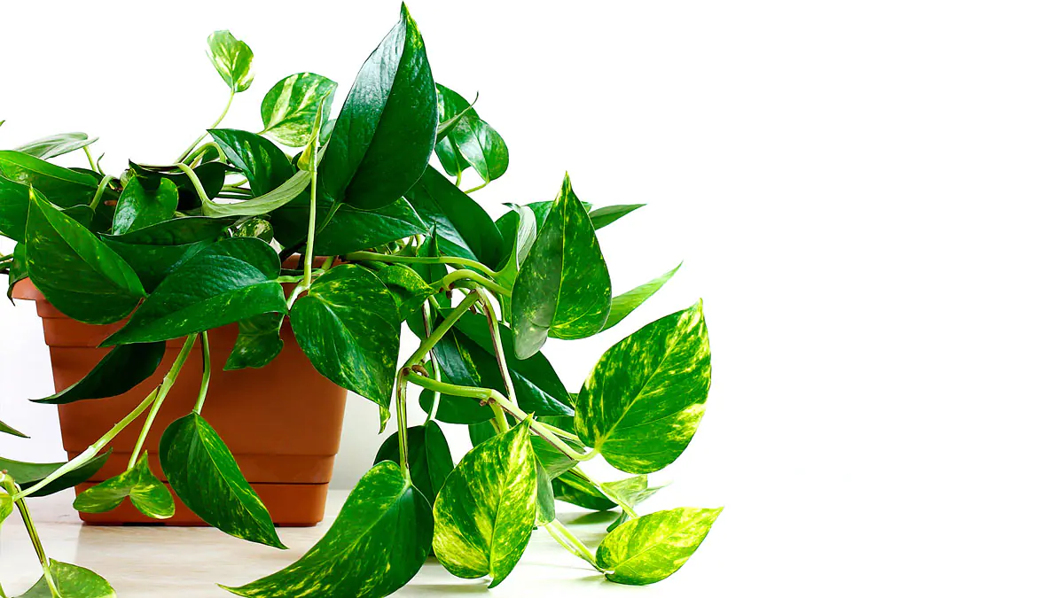 Pokojové rostliny, které přinesou štěstí do nájemního bytu