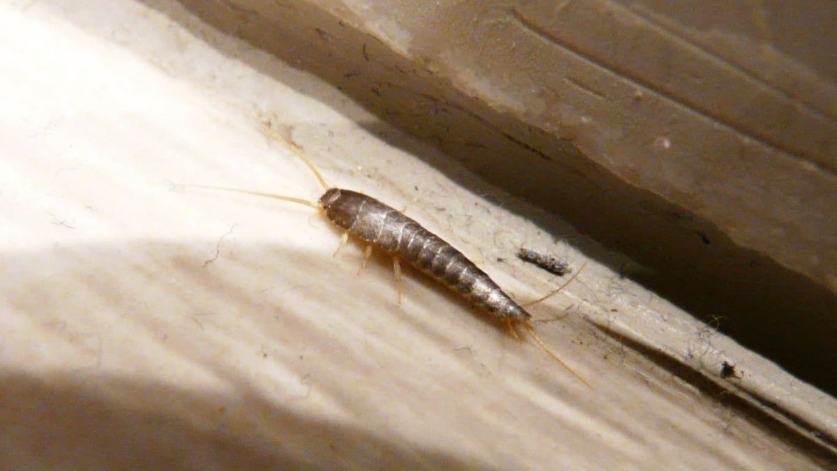 Jak se zbavit stříbrných rybiček v koupelně – jednoduchý plán, který funguje