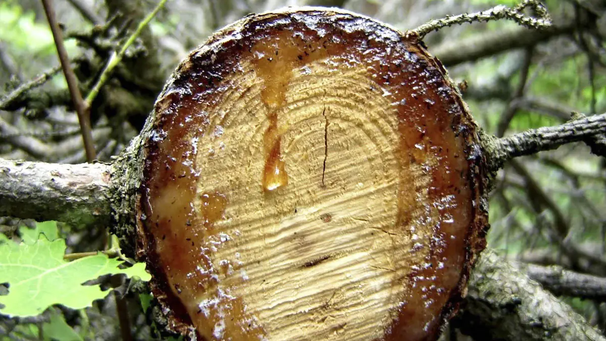 5 stromů, které je třeba prořezat hned teď - jinak nepřežijí zimu