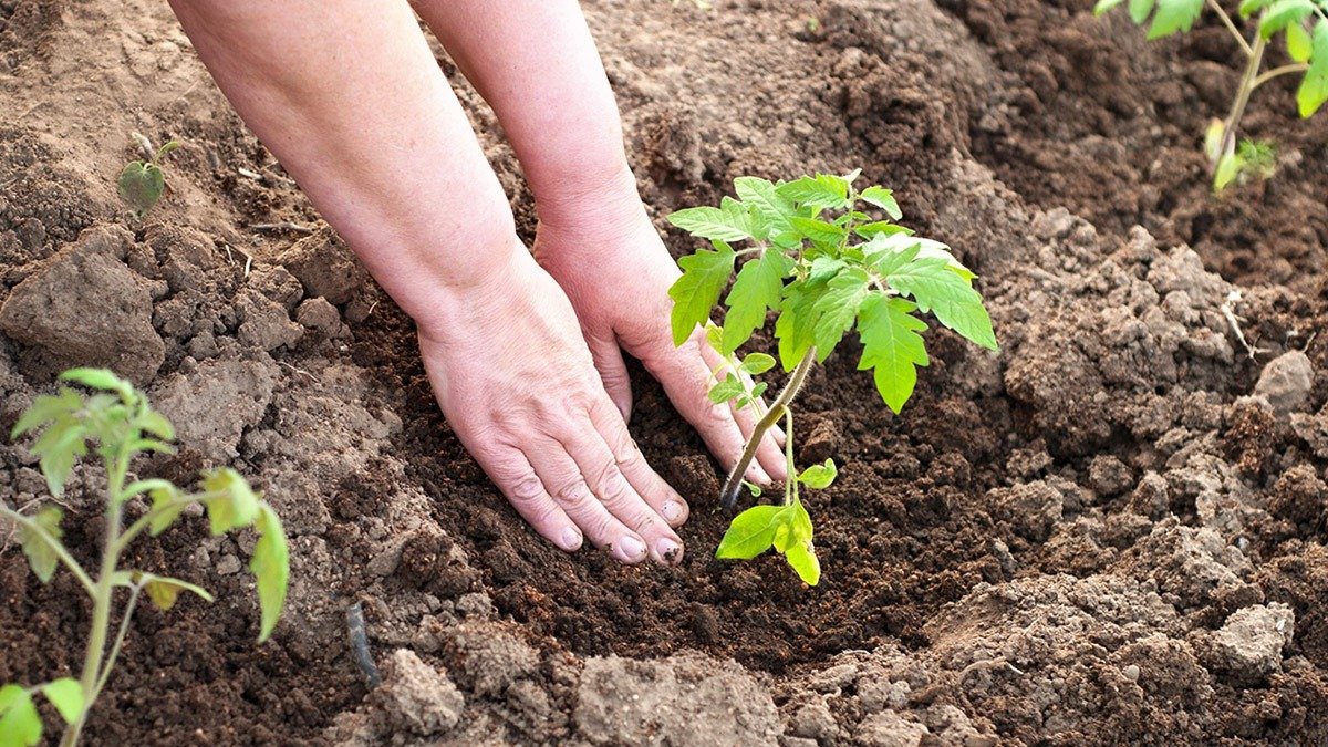 Co vysévat v lednu 2026 na sazenice