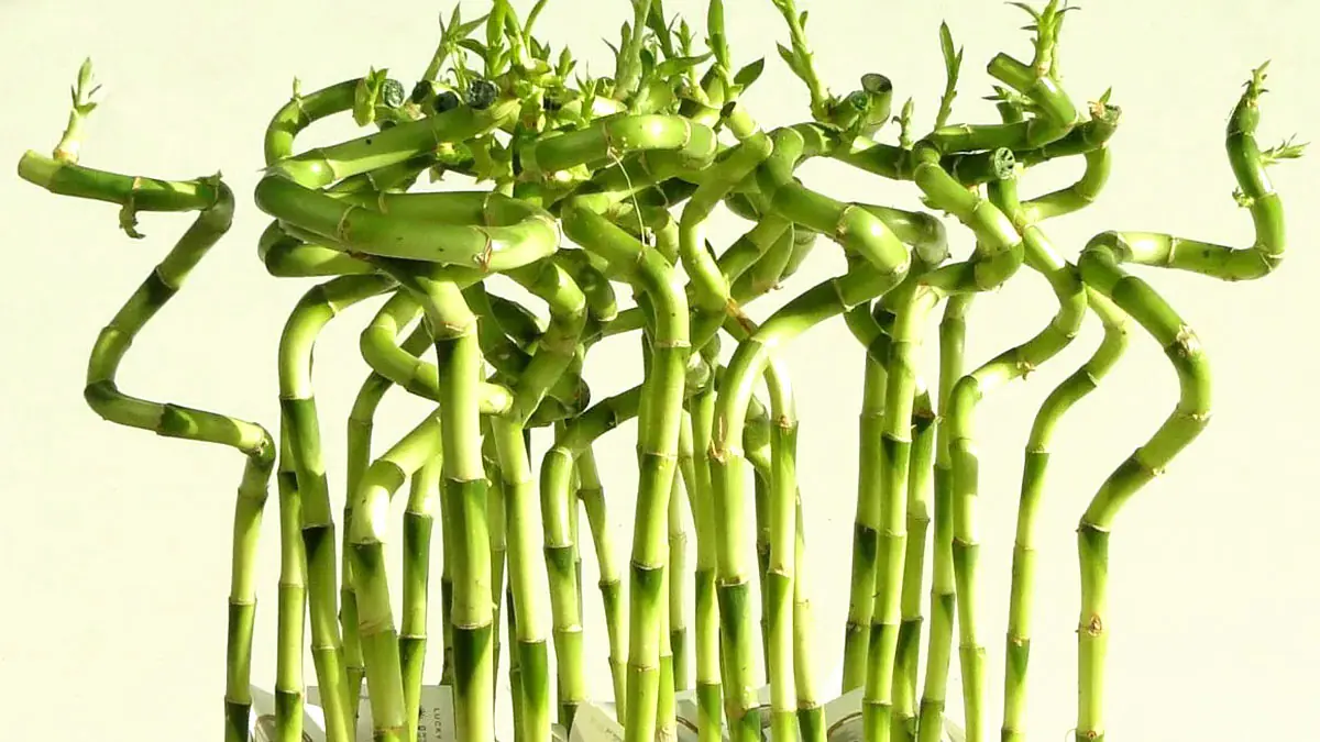 Pokojové rostliny, které přinesou štěstí do nájemního bytu