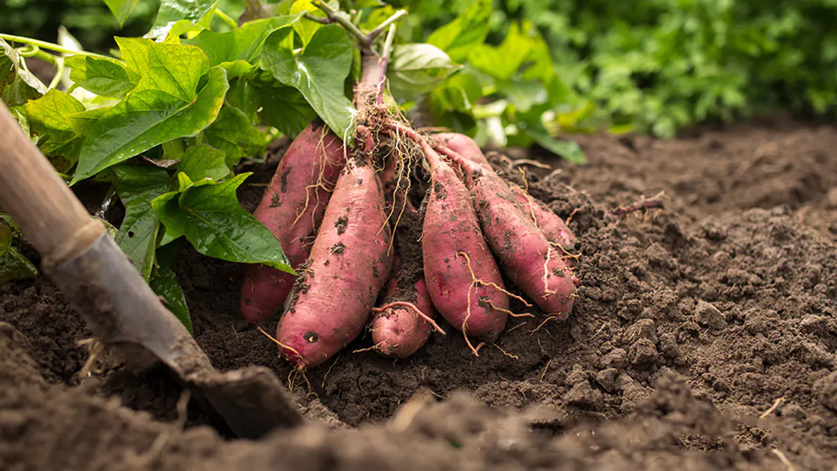 Navzdory chladu: tyto rostliny můžete vysévat už v lednu