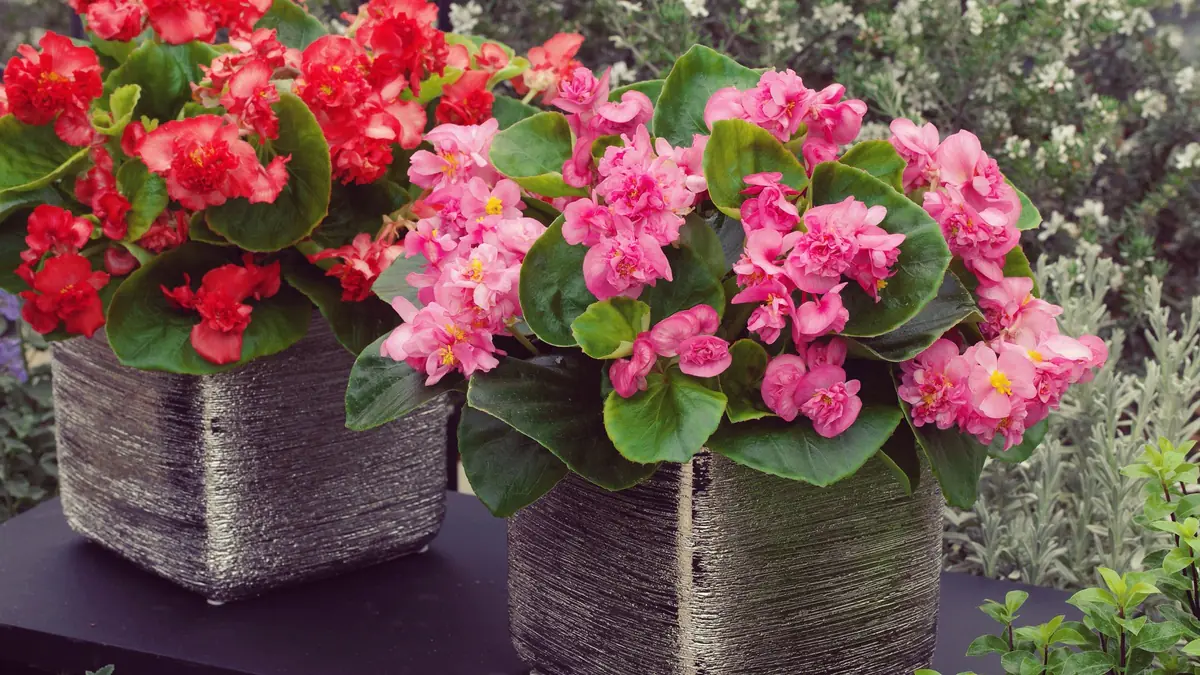 Jaké květiny vysévat na sazenice v lednu