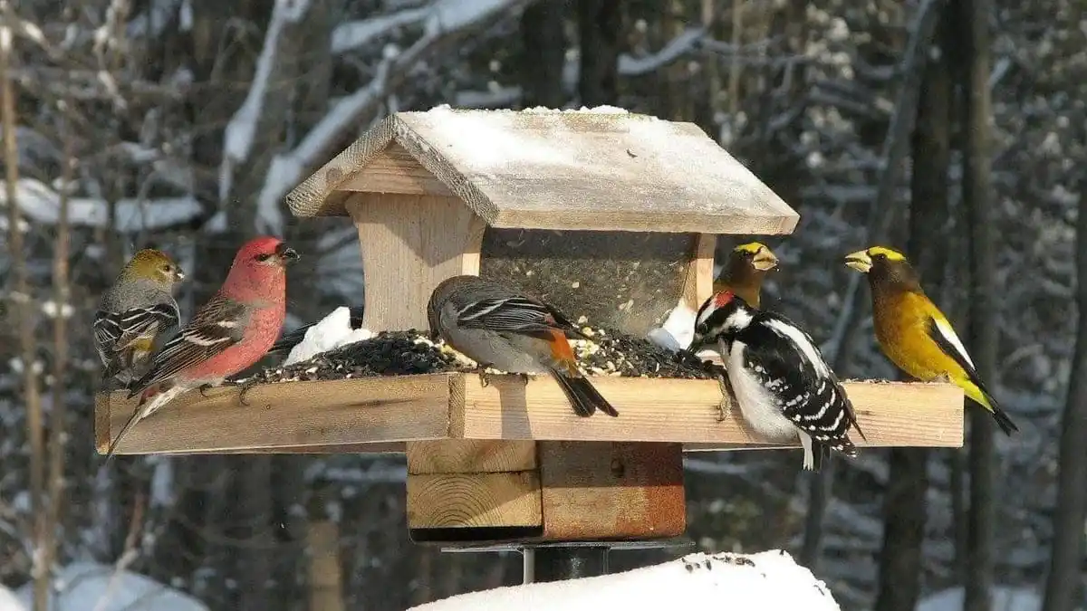 Biolog varuje: krmení ptáků v zimě není vždy prospěšné a někdy jim může uškodit
