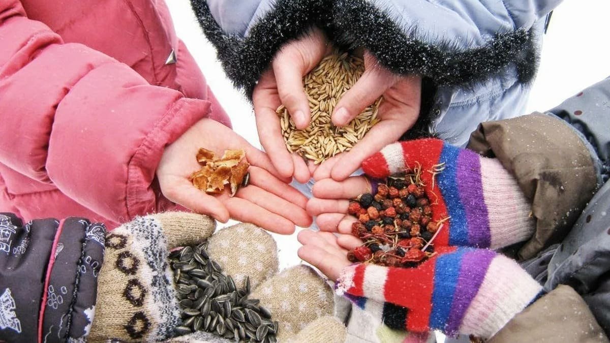 Biolog varuje krmení ptáků v zimě není vždy prospěšné a někdy jim může uškodit