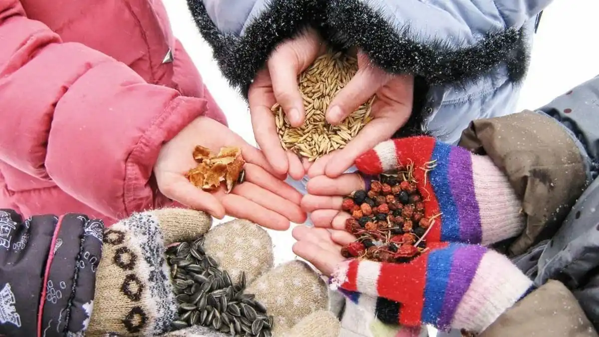 Biolog varuje krmení ptáků v zimě není vždy prospěšné a někdy jim může uškodit