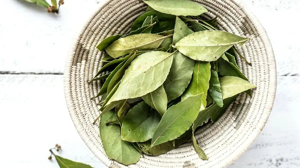 Stačí jediný list: jak se v zimě zbavit myší a potkanů