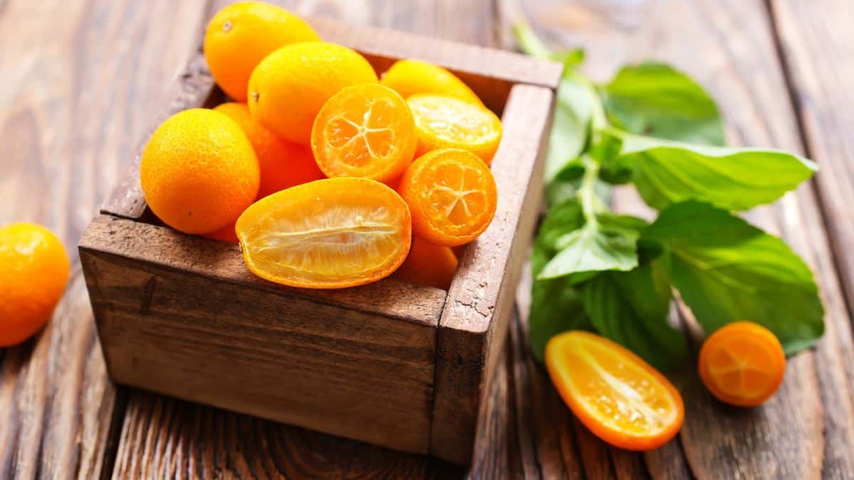 2 druhy rostlin, které stojí za to vysadit před vchod do domu v novém roce: „přitahují“ hojnost a mohou sloužit jako domácí pomoc pro celou rodinu