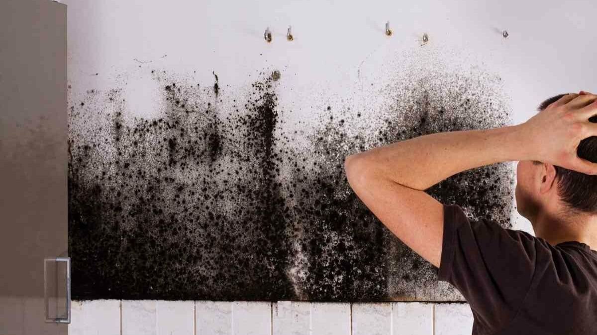 Černá plíseň a bílý povlak v domě příčina je téměř vždy stejná