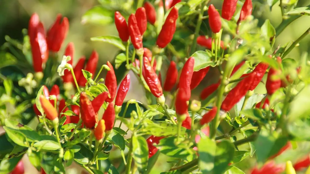 Navzdory chladu: tyto rostliny můžete vysévat už v lednu