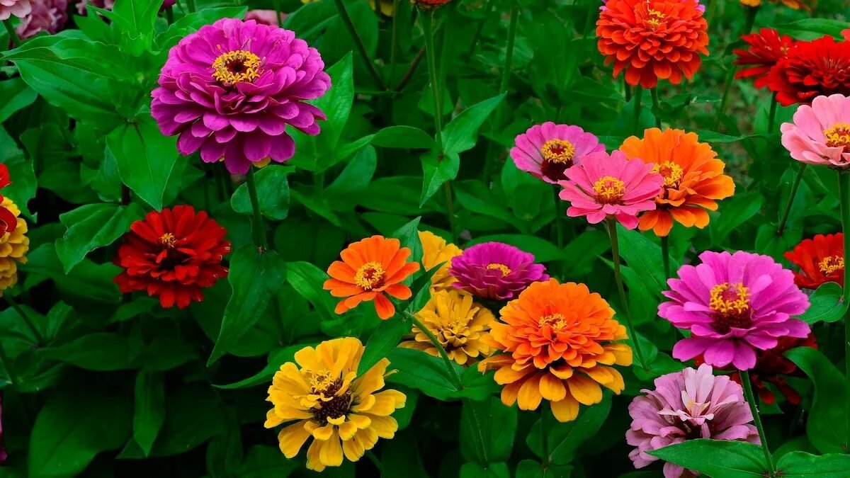 Co vysévat v lednu v Česku 3 nádherné květiny „na závist sousedům“ a 4 pravidla pro rané sazenice