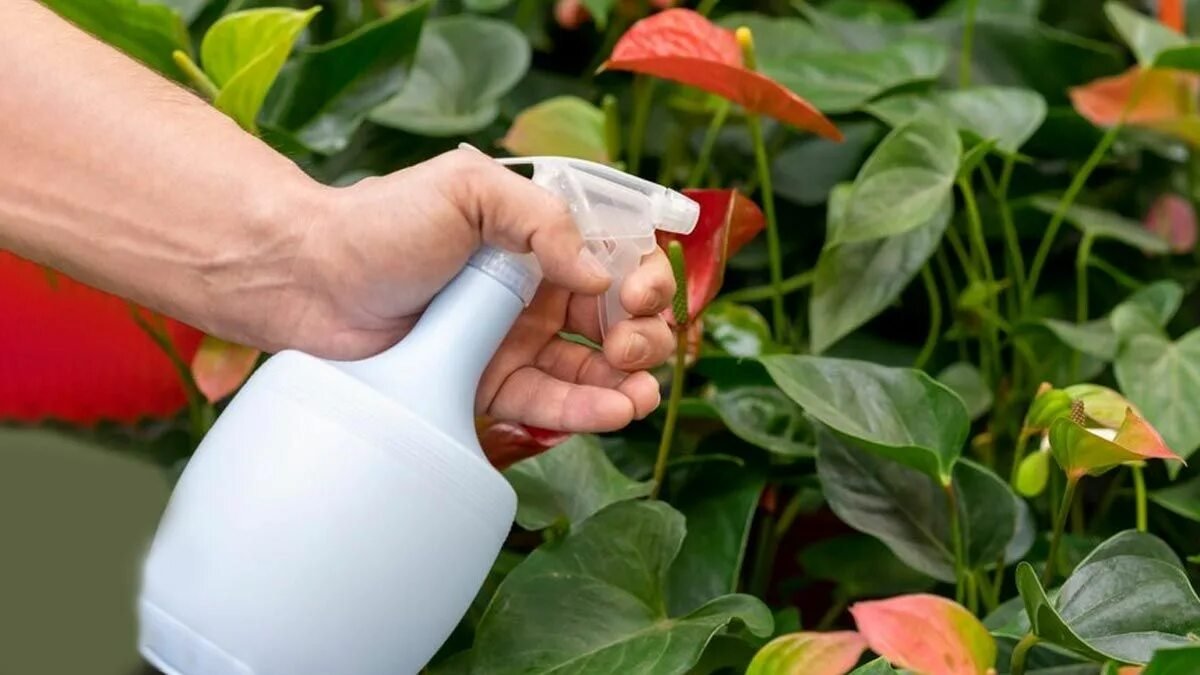 Víte, čím otřít listy pokojových rostlin pro lesk a zdraví