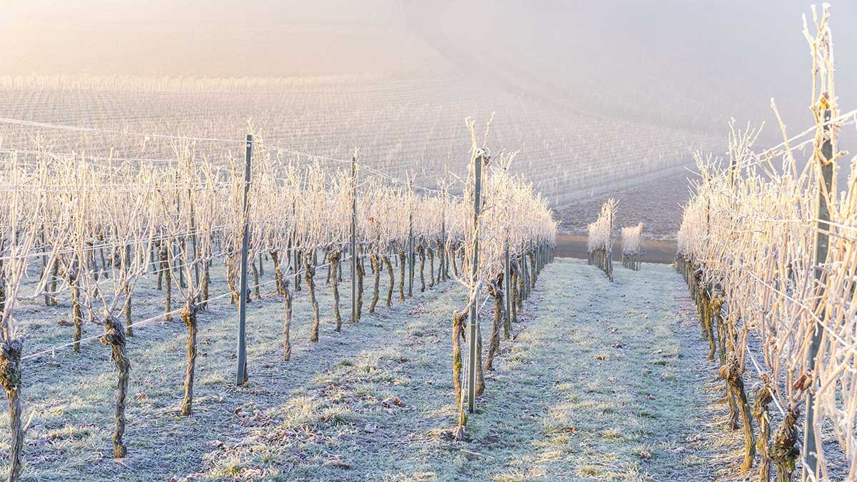 Co dělat a čemu se vyhnout na vinici v lednu
