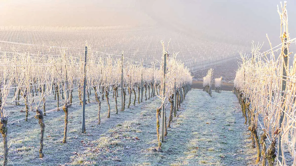 Co dělat a čemu se vyhnout na vinici v lednu