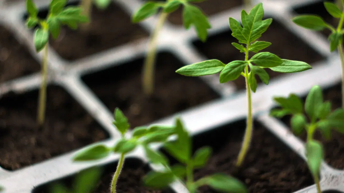 Dobře střežené tajemství zahrádkářů pro úspěšný výsev rajčat už od ledna 3 Dobře střežené tajemství zahrádkářů pro úspěšný výsev rajčat už od ledna