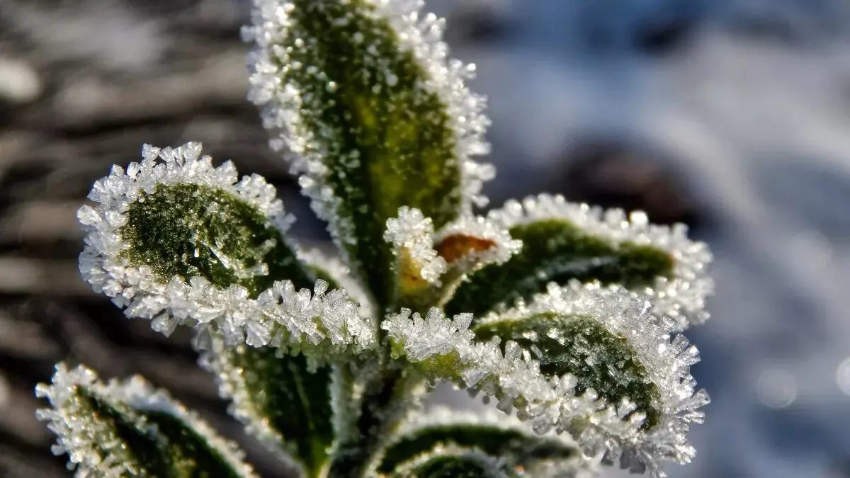 V minulosti lidé znali zimní trik: malý kolíček, který hodně znamená, když mrzne
