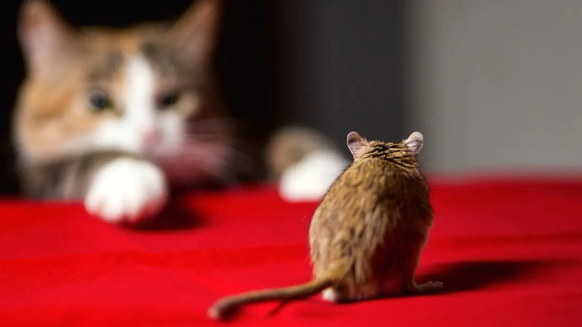 Stačí jediný list: jak se v zimě zbavit myší a potkanů