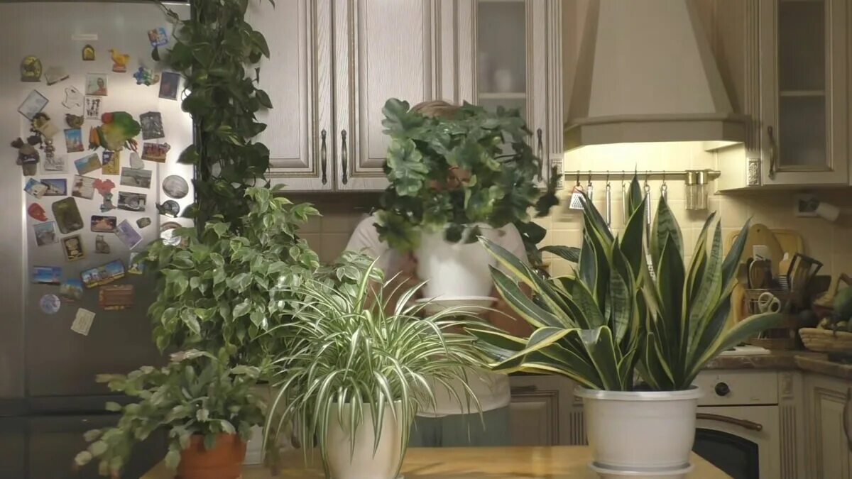 Není to jen dekorace: co podle feng shui znamená dát rostlinu na lednici