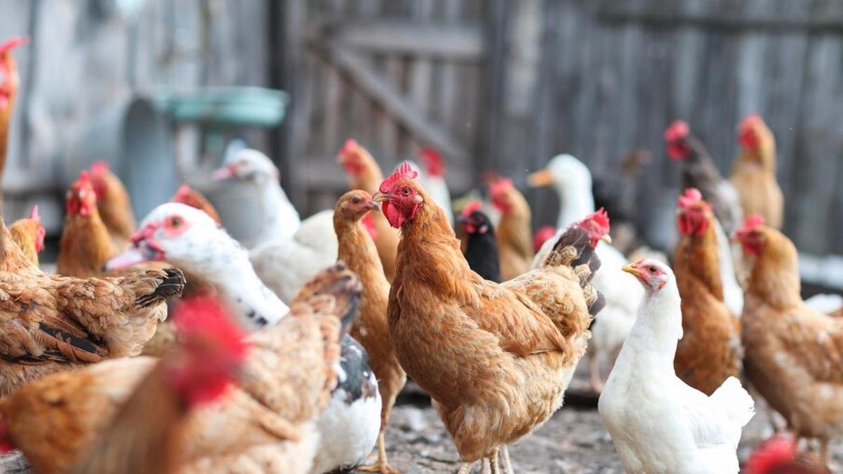 Pochopil jsem to až v 60 letech: málokdo zná rozdíl mezi bílými a hnědými vejci