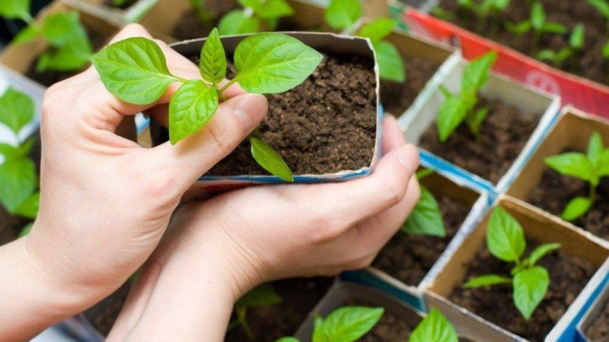 Co vysévat v lednu v Česku 3 nádherné květiny „na závist sousedům“ a 4 pravidla pro rané sazenice