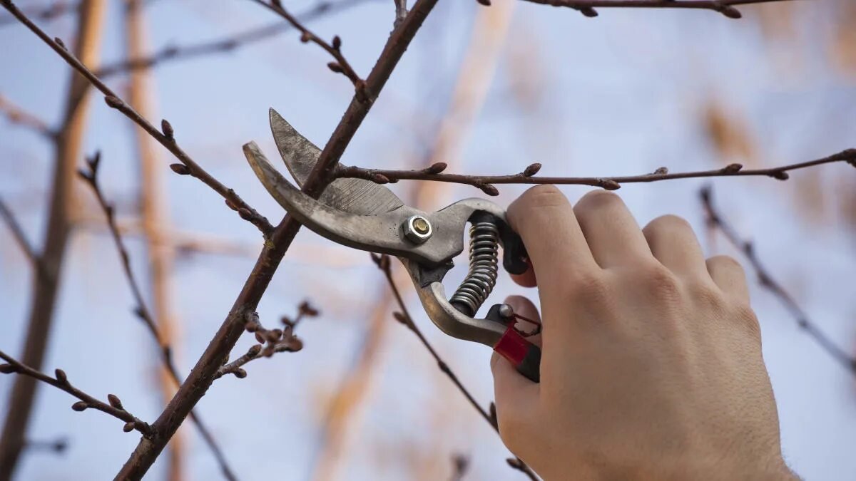 Čtyři dřeviny, které v lednu potřebují řez
