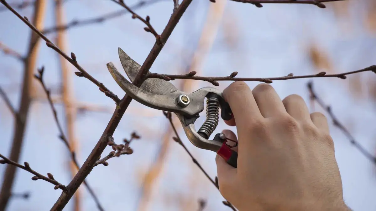 Čtyři dřeviny, které v lednu potřebují řez 1 Čtyři dřeviny, které v lednu potřebují řez