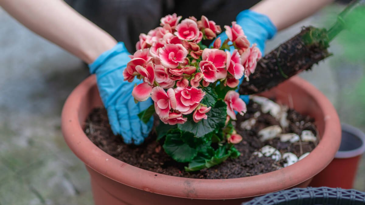 15 květin, které v Česku vysévám v lednu Vejde se to do dvou květináčů a do května mám celou plantáž bohatě kvetoucích keřů