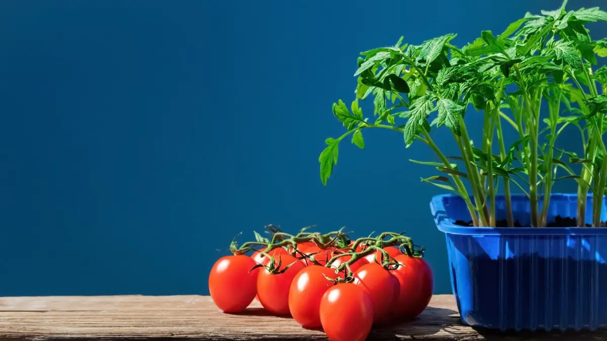 Dobře střežené tajemství zahrádkářů pro úspěšný výsev rajčat už od ledna