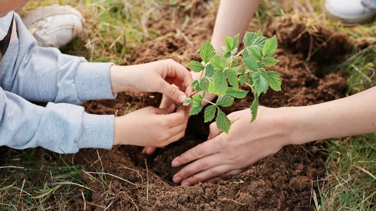 Ovoce, které je dobré sázet v zimě: v létě bude úroda bohatá a chutná