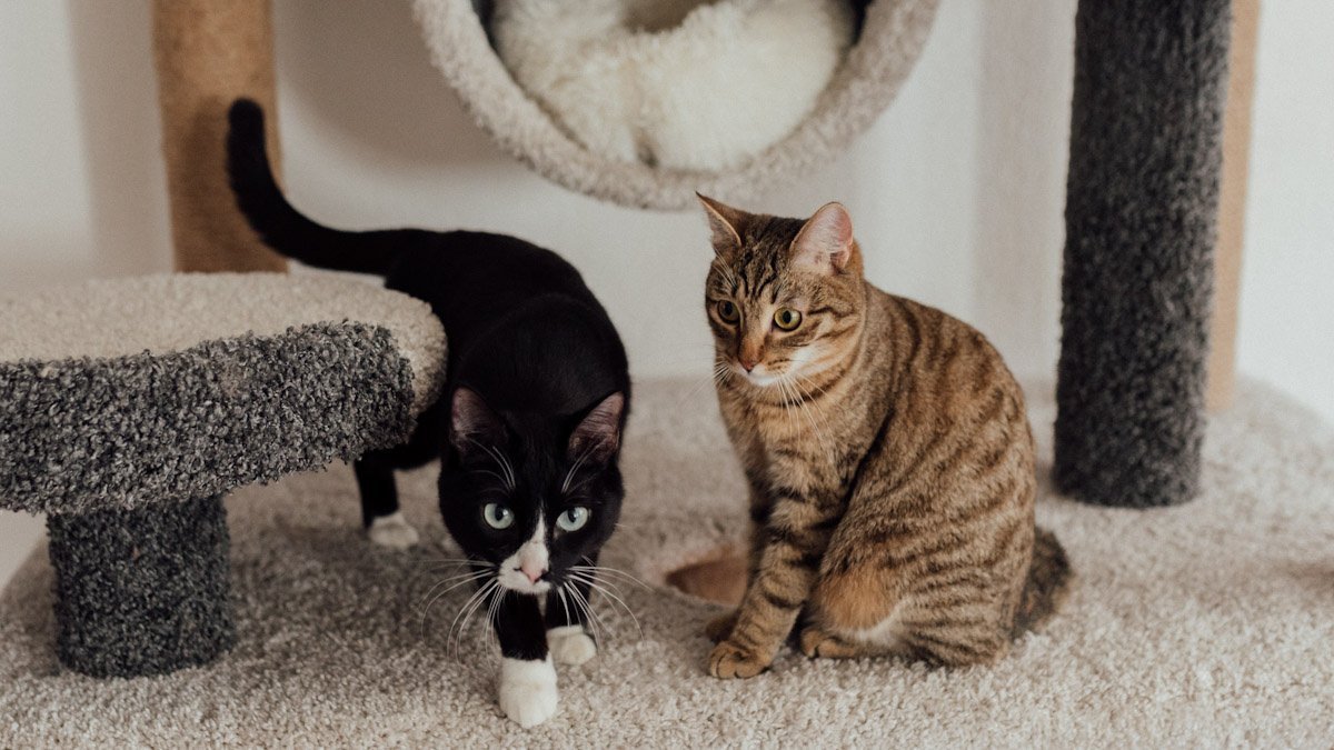 Škrabadlo (kočičí strom) není vždy nezbytné k ochraně nábytku