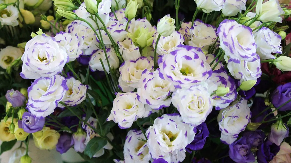 Jaké květiny vysévat na sazenice v lednu