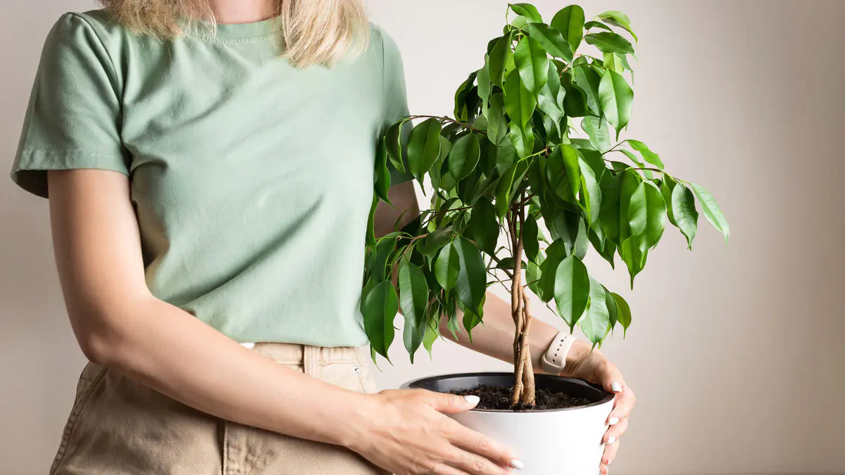 Pět pokojových rostlin, které oživí energii ve vašem domově
