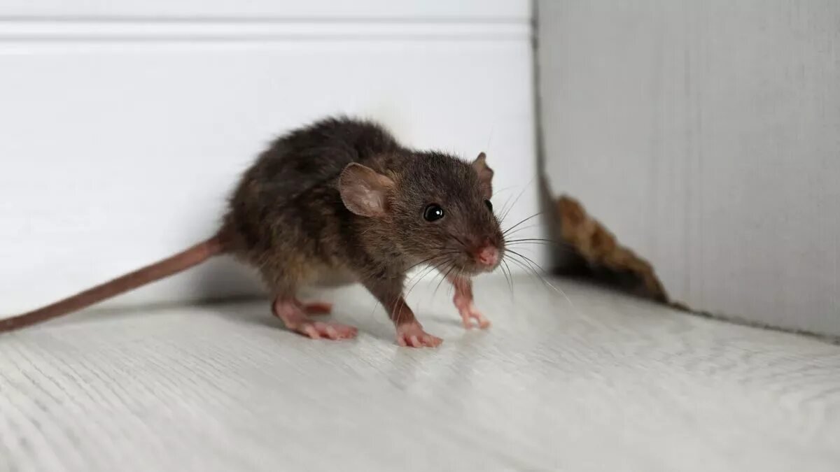 Fólie z hliníku je nečekaný spojenec proti myším. Rychlé řešení, které opravdu funguje