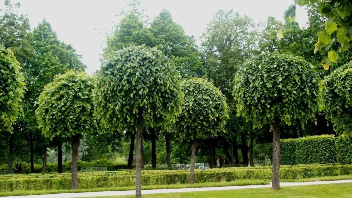 9 stromů, které udrží dvůr zelený a nepoškodí zpevněné plochy