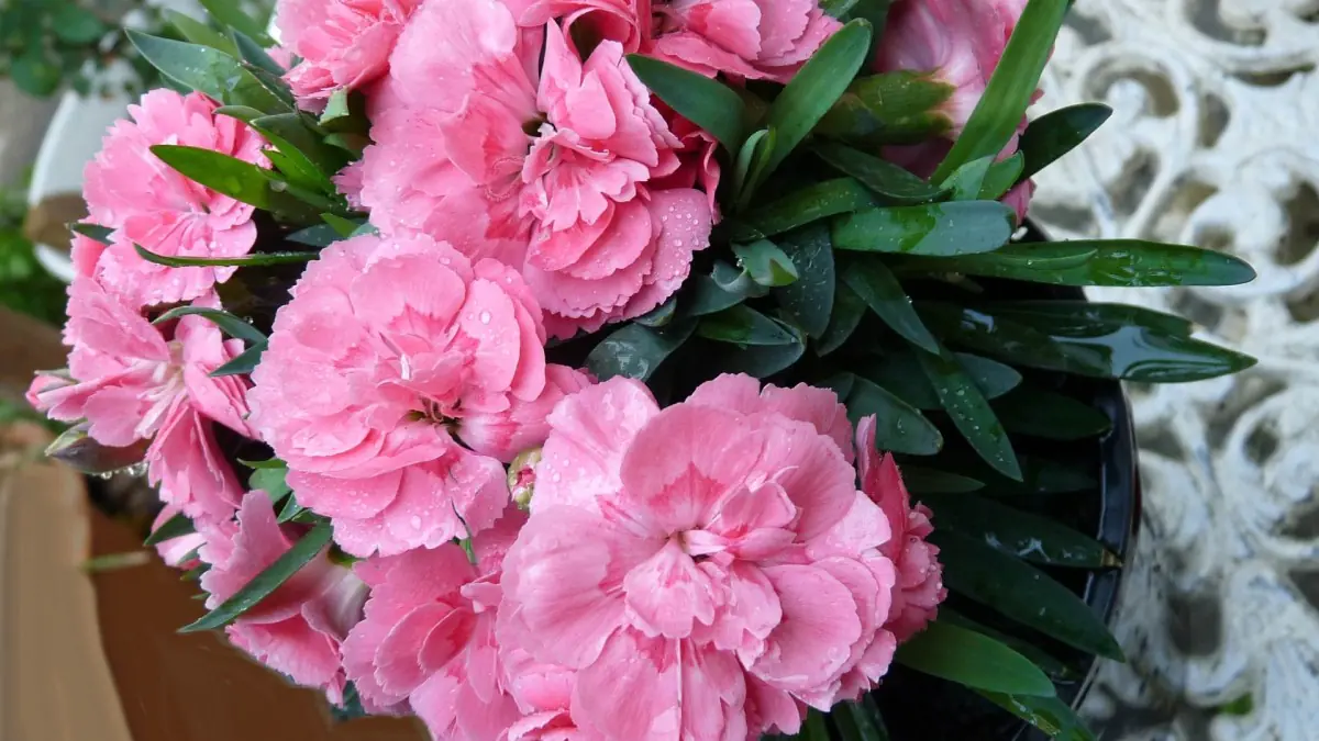 Jaké květiny vysévat na sazenice v lednu