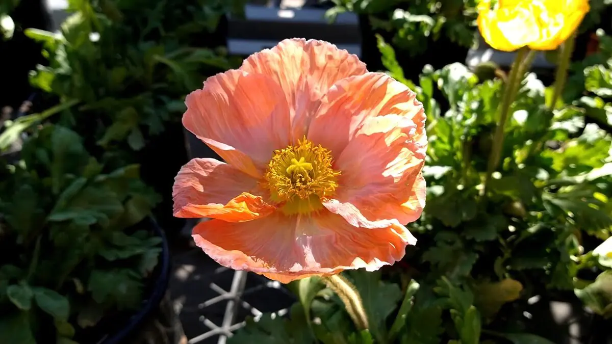 Navzdory chladu: tyto rostliny můžete vysévat už v lednu