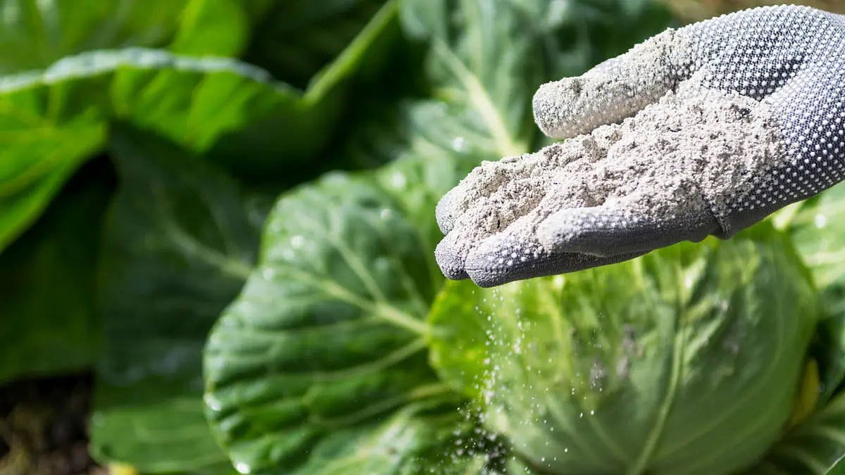 Nespěchejte vyhazovat: takto všestranně lze dřevěný popel využít v domácnosti