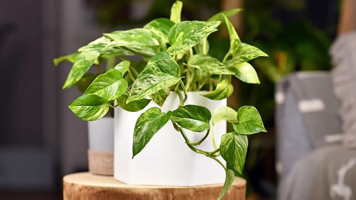 Není to jen dekorace: co podle feng shui znamená dát rostlinu na lednici