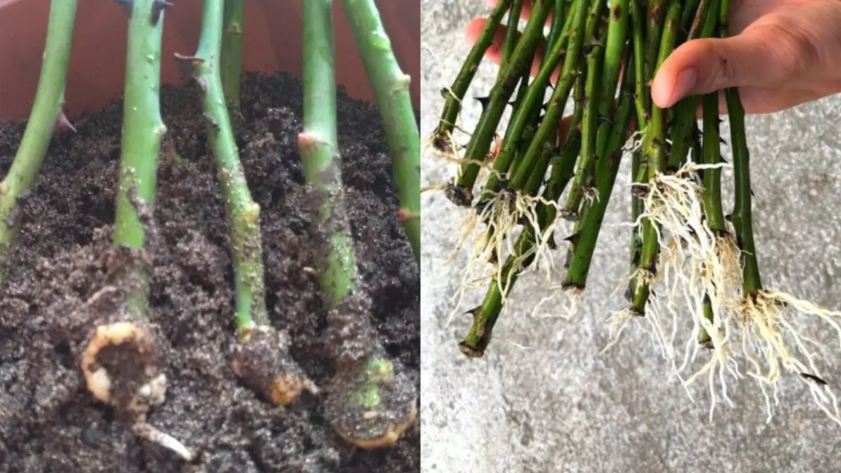 Zasaďte „klacíky“ a počkejte Každý z nich bude velkým kvetoucím keřem