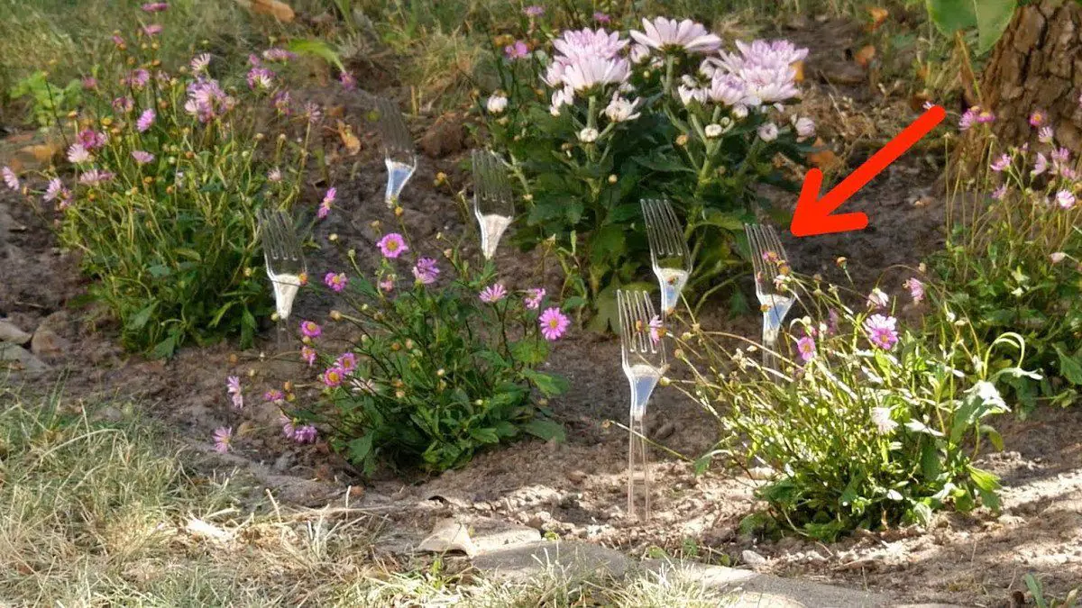 Proč se plastové příbory stále častěji objevují na záhonech a mohou v létě zachránit úrodu trik který znají i čeští zahrádkáři
