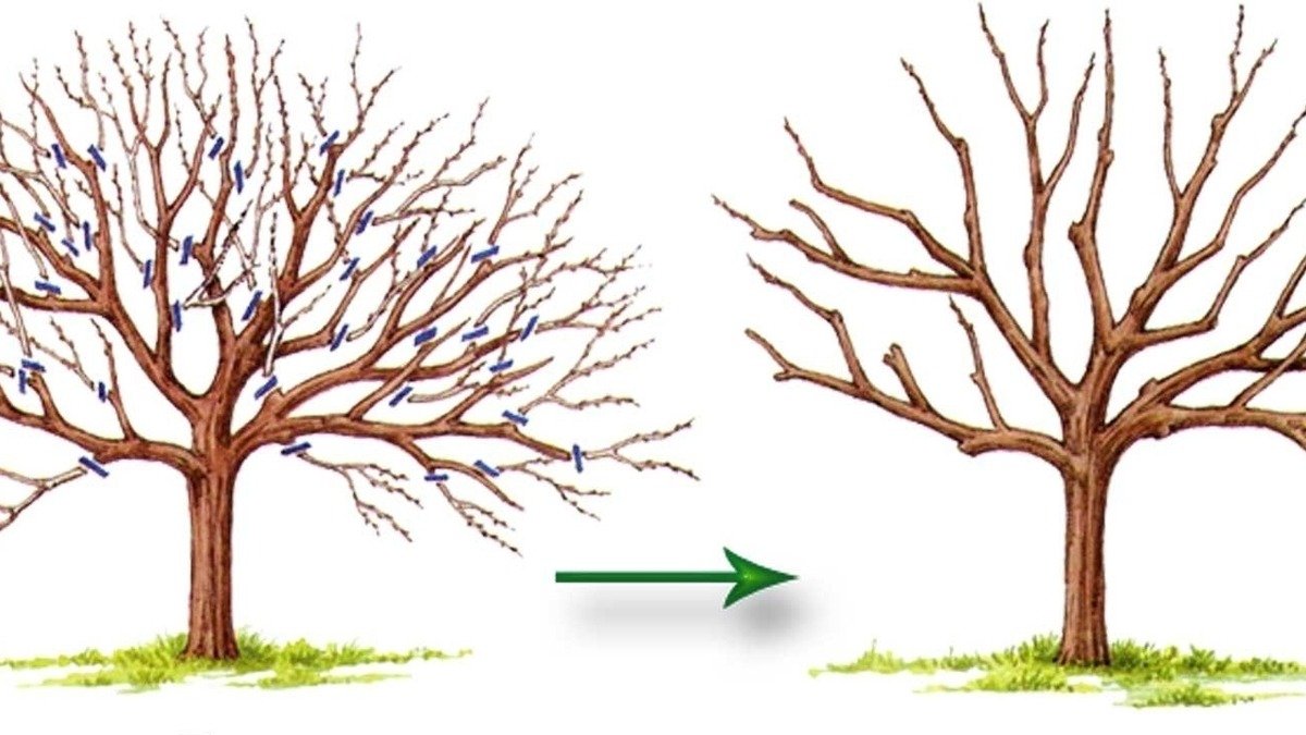 Ne upusťte okamžik: těchto šest stromů je potřeba prořezat právě teď, jinak zahrada přijde o úrodu