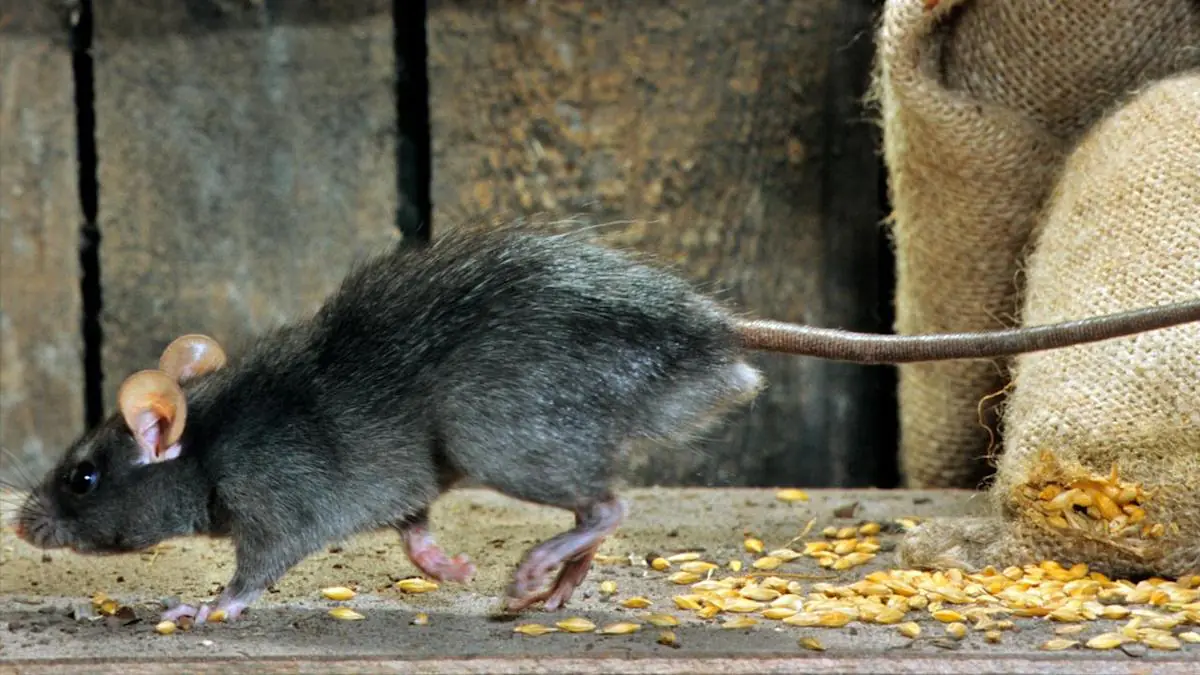 Rozsypte před domem a krysy zmizí Pro ně je to zápach