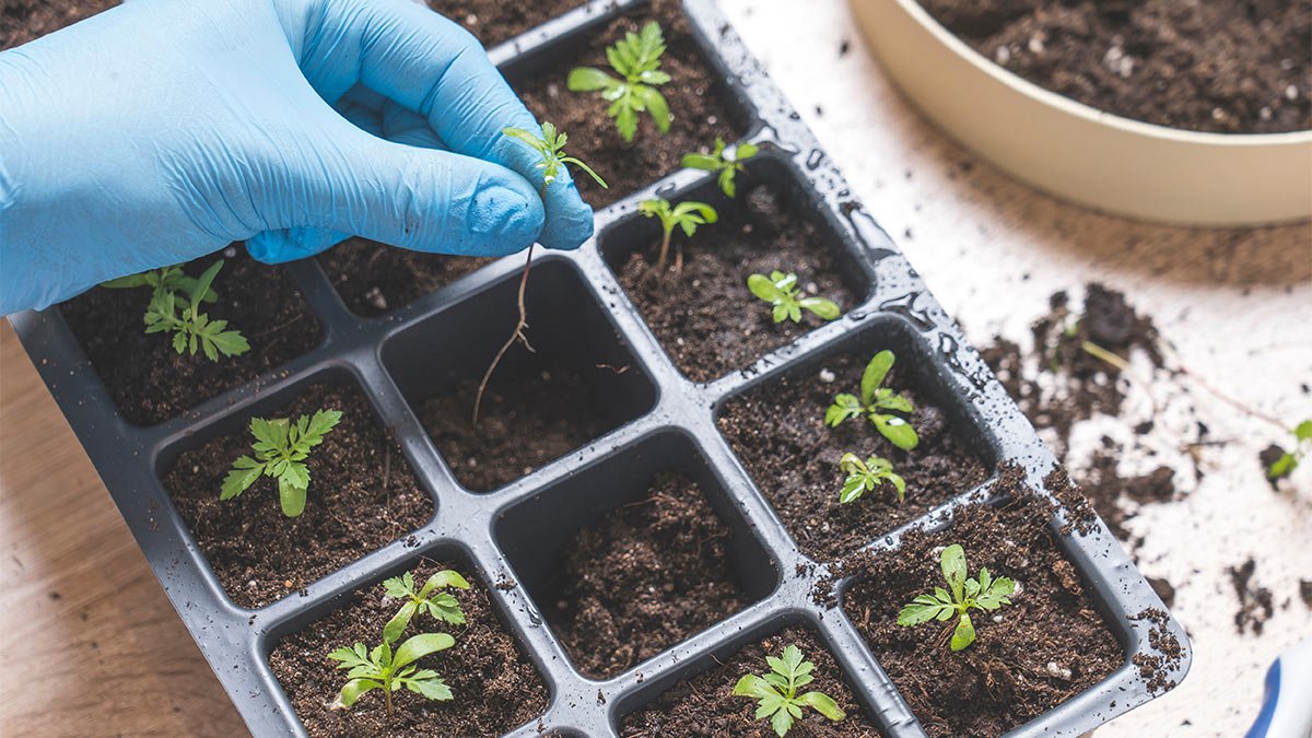 Smíchejte do půdy pro aksamitníky dvě jednoduché přísady a keřík bude plný poupat