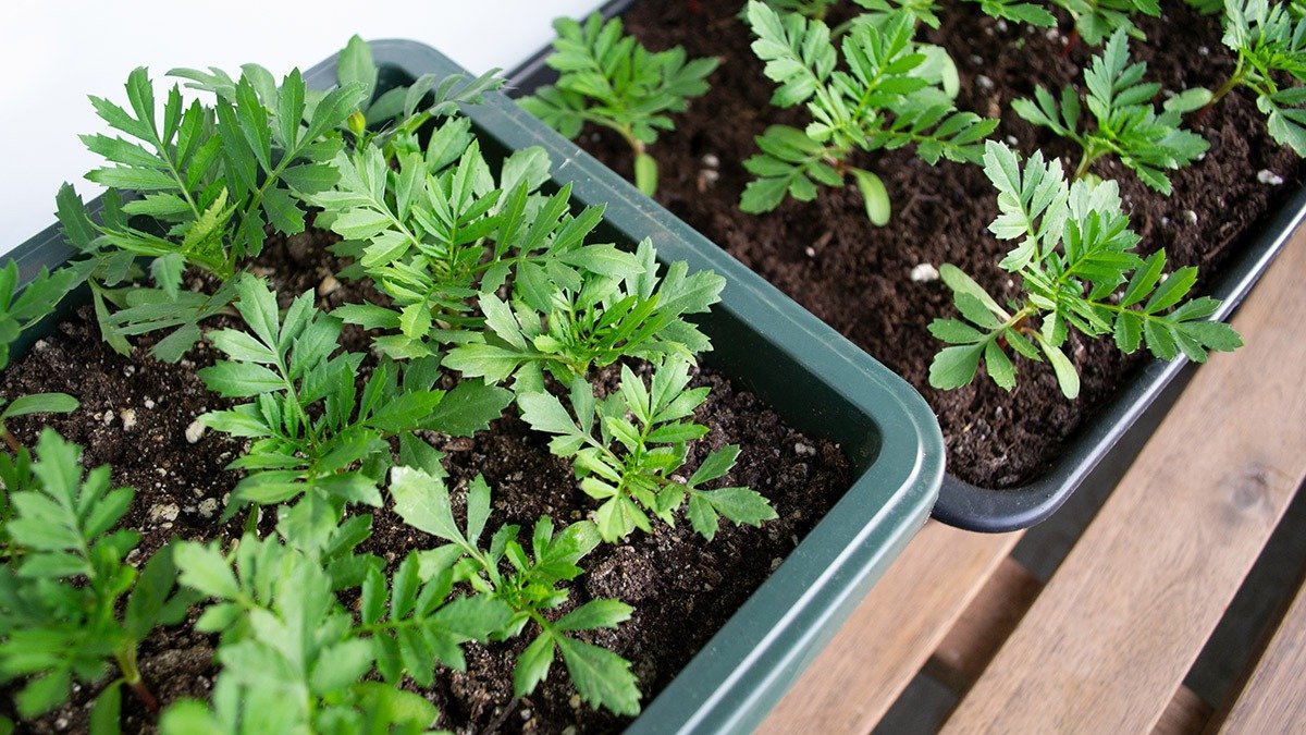 Smíchejte do půdy pro aksamitníky dvě jednoduché přísady a keřík bude plný poupat