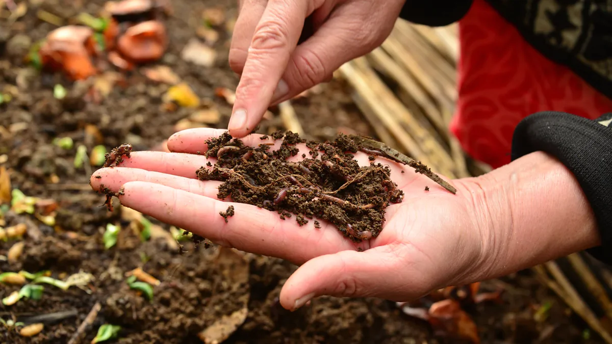 Nezbavujte se hliněných hrudek, které se objevují na vašem trávníku: vaše zahrada je zdravá!