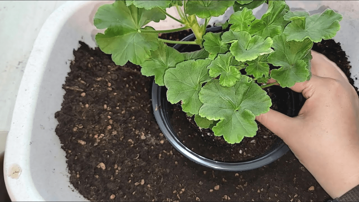 Odborník na rostliny: „Největší chyba, kterou u muškátů děláme, je nechat půdu přemokřenou (jako v ‘bažině’)“